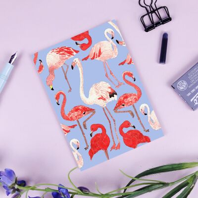 Postcard flamingos
