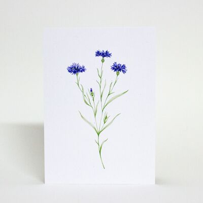 Carte postale avec bleuet, illustration aquarelle, DIN A6, durable