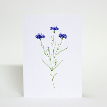 Carte postale avec bleuet, illustration aquarelle, DIN A6, durable 1