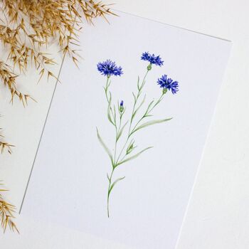 Carte postale avec bleuet, illustration aquarelle, DIN A6, durable 6