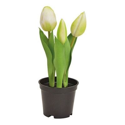 Tulipanes en maceta x3 de plástico blanco (H) 20,5cm