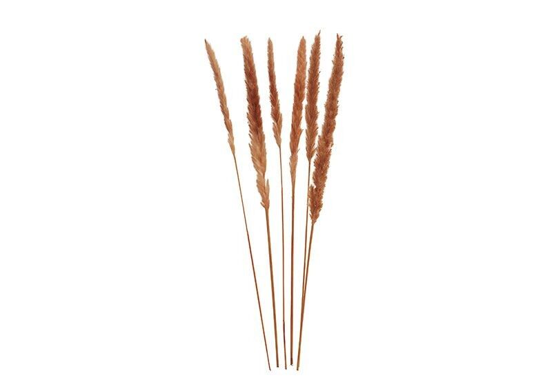 Set di 6 pampas marrone erba, 75 cm