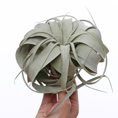 Tillandsia xérographique MINI