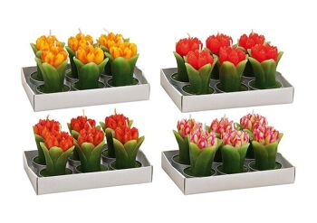 Bougie chauffe-plat 6 pièces, tulipe, 4 assorties, L4 x P7 cm