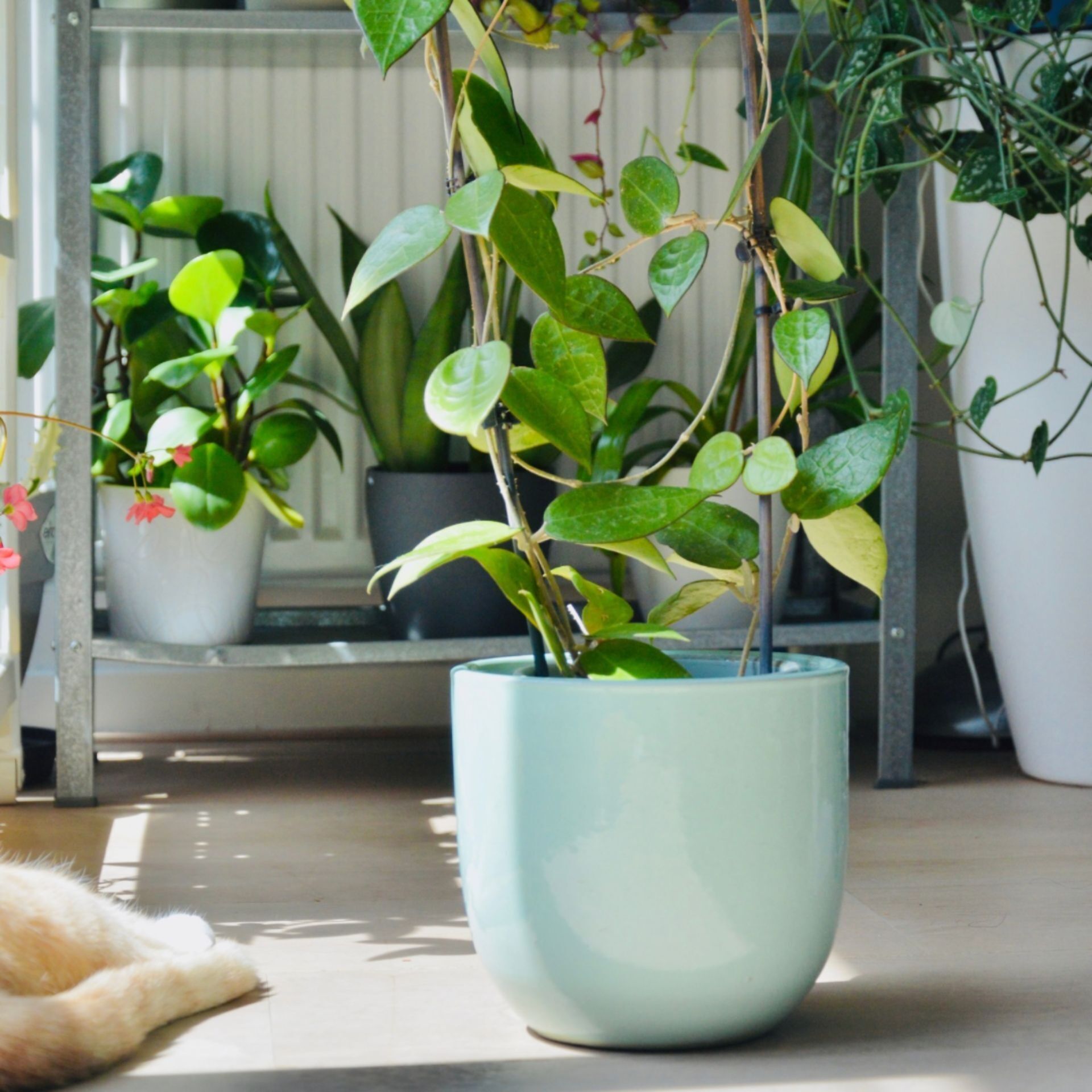 Vaso contemporaneo Verde acqua