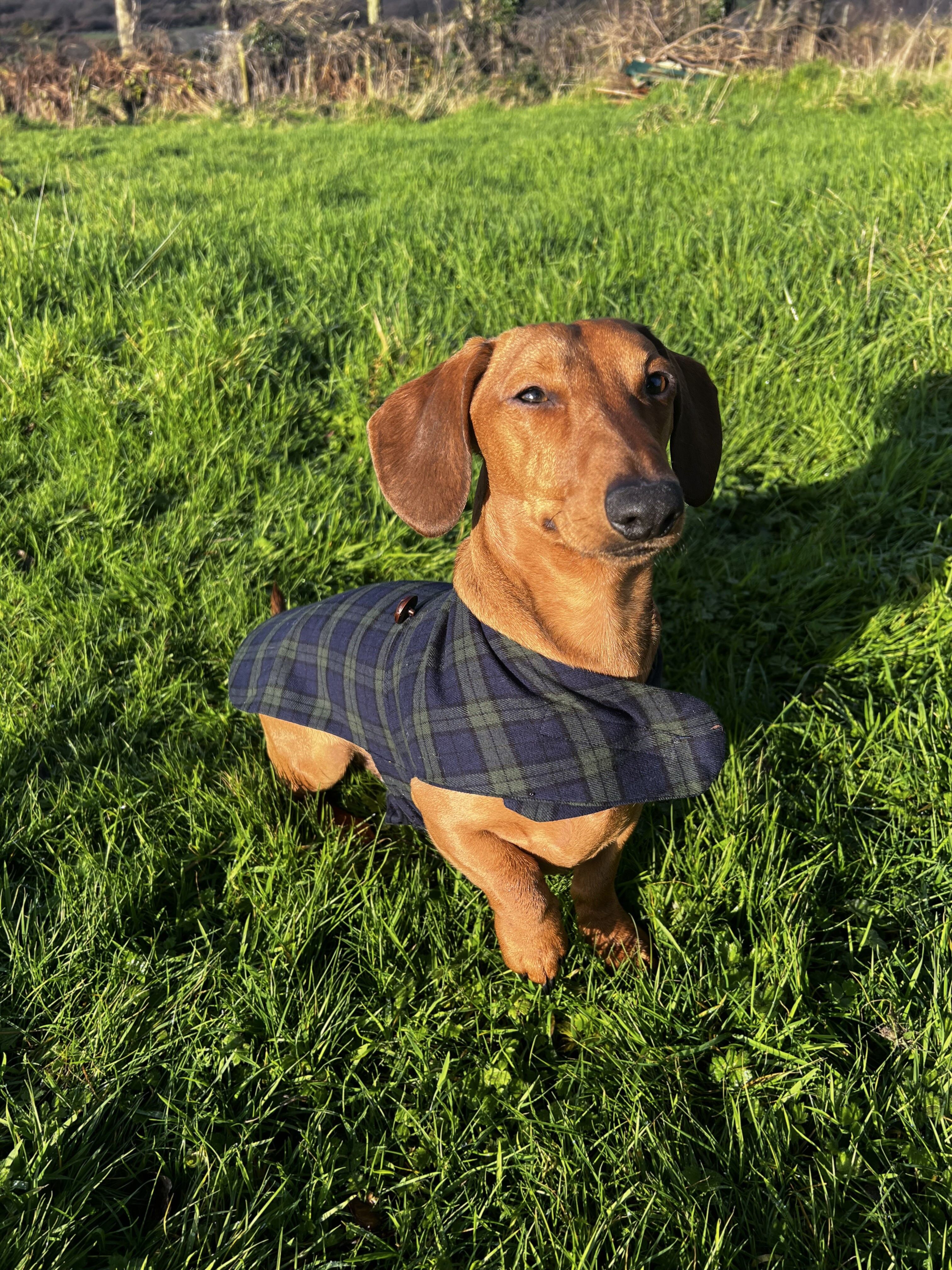 Flannel on sale dog jacket