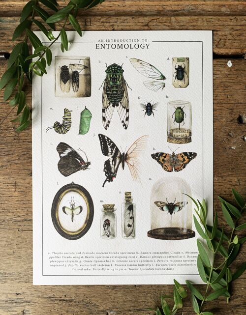 An Introduction To Entomology Art Print
