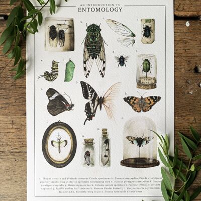 Una introducción a la entomología Lámina artística