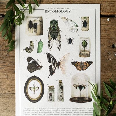 Una introducción a la entomología Lámina artística