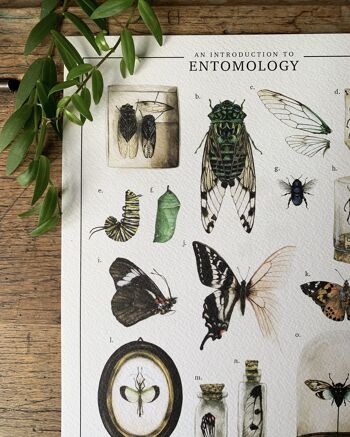 Une introduction à l'entomologie Impression artistique 2