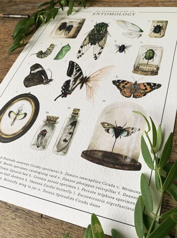 Une introduction à l'entomologie Impression artistique 3