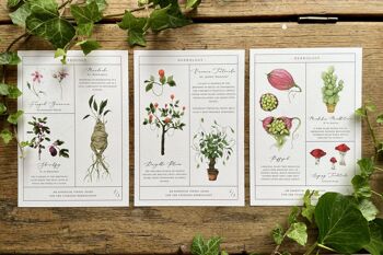 Tableau d'herboristerie Ensemble d'impressions d'art botaniques magiques 1