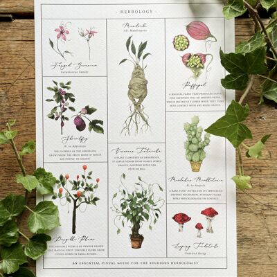 Herbology Chart Magical Art Print