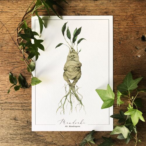 Magical Mandrake Herbology Watercolour Illustration Art Print