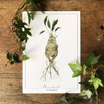 Stampa artistica dell'illustrazione dell'acquerello di erbologia magica della mandragora