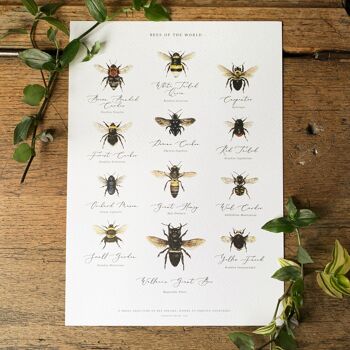 Graphique des abeilles du monde Impression artistique 1