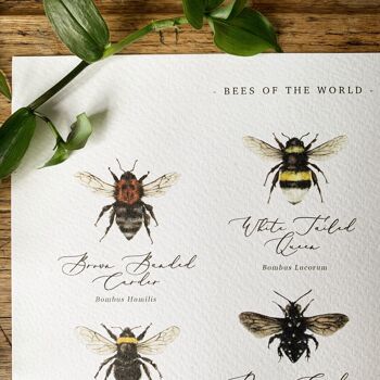 Graphique des abeilles du monde Impression artistique 3