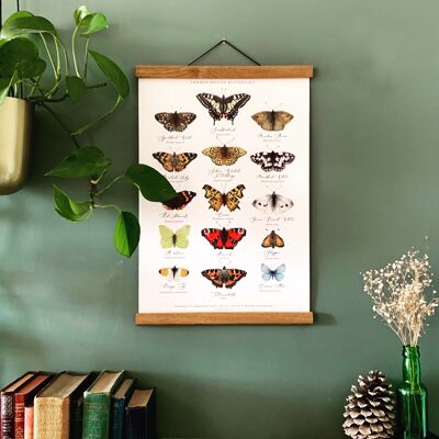Stampa artistica del grafico delle farfalle britanniche