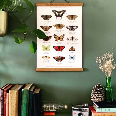 Britische Schmetterlinge Diagramm Kunstdruck