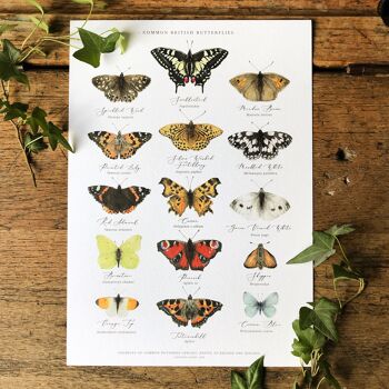 Tableau des papillons britanniques Impression artistique 2