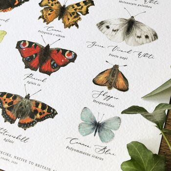 Tableau des papillons britanniques Impression artistique 3