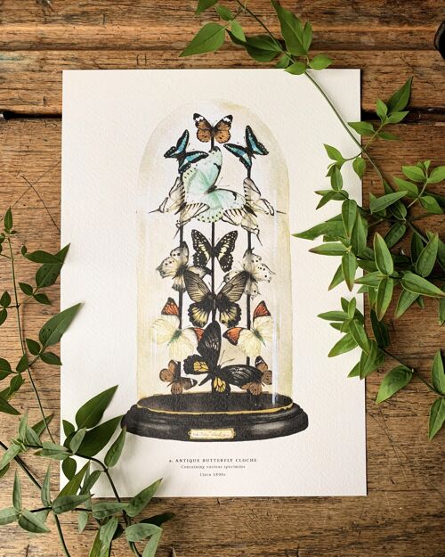 Antique Butterfly Dome A3 Art Print