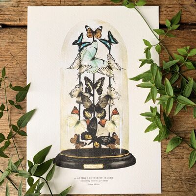 Antique Butterfly Dome A3 Art Print