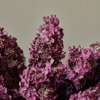 Hortensia paniculata - Fleur artificielle - Abigail Ahern 5