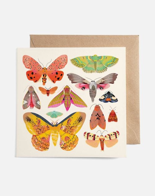 Moth Collection Card