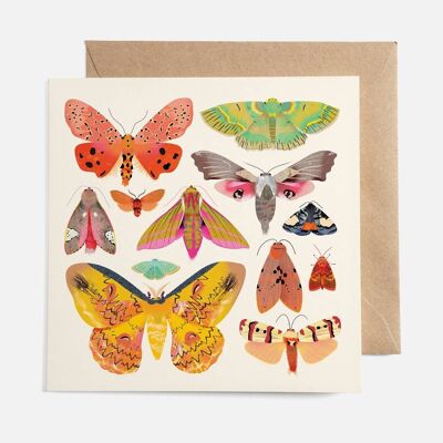 Moth Collection Card