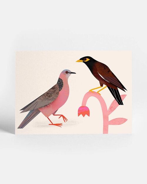 Spotted Dove Postcard