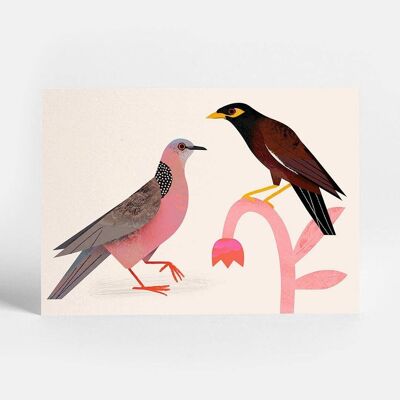 Spotted Dove Postcard
