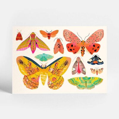Collection de papillons de nuit Carte postale