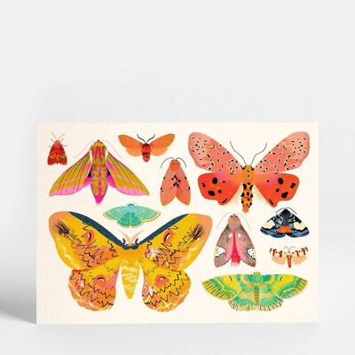 Collection de papillons de nuit Carte postale