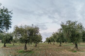 Bouteille 500 ml d'huile d'olive MANUÓLEO du Portugal 5