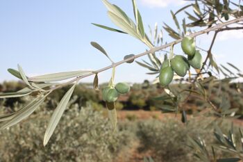 Bidon de 250 ml d'huile d'olive Manuóleo du Portugal 5