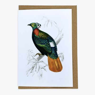 Tropical Bird Card