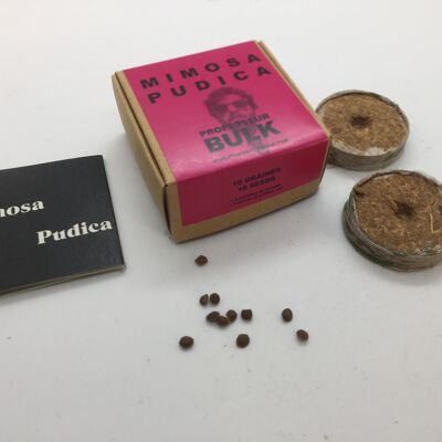 10 SEEDS - MIMOSA PUDICA