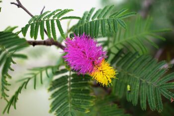 10 GRAINES - MIMOSA PUDICA 3