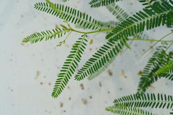 10 GRAINES - MIMOSA PUDICA 4