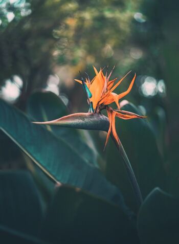 5 GRAINES - STRELITZIA REGINAE 2