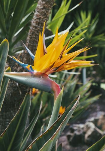 5 GRAINES - STRELITZIA REGINAE 4