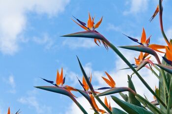 5 GRAINES - STRELITZIA REGINAE 5