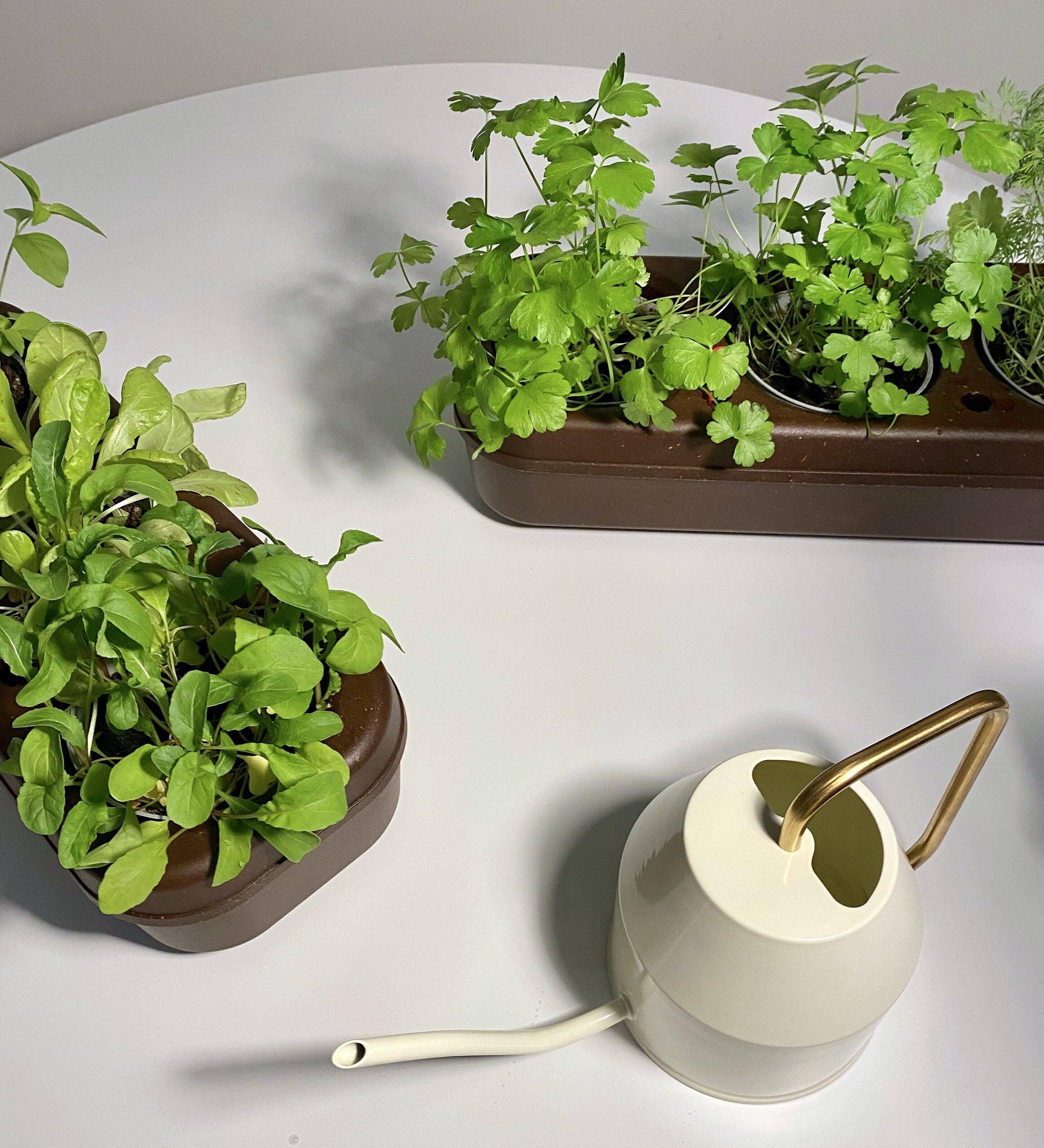 Urban Gardening Kit: Cork Pbox semi-hydroponic urban vegetable garden kit