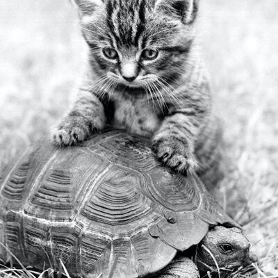 Blank greetings card - Kitten and tortoise