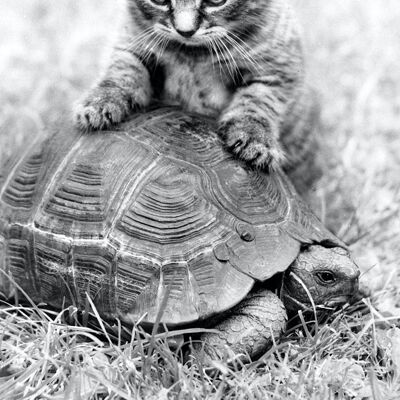 Blank greetings card - Kitten and tortoise