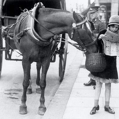 Cartolina d'auguri vuota - Cavallo che ruba il pranzo