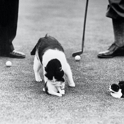 Blank greetings card - Kittens in golf hole