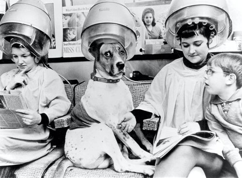 Blank greetings card - Dog under the hair dryer