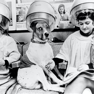 Carte de voeux vierge - Chien sous le sèche-cheveux